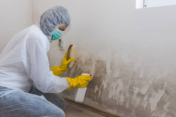 Winona, MS Mold Removal Services Company